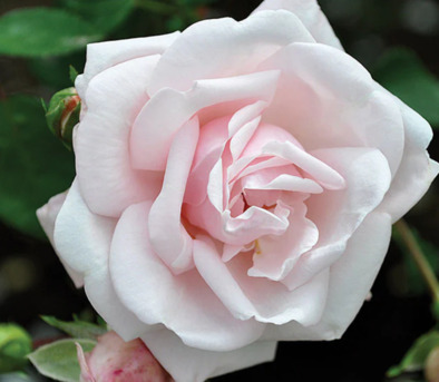 New York, Farm & Garden, USD 60,  New Dawn