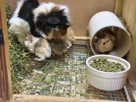 Al Suwaidi, Pet Supplies, Guinea Pig Mother And 4 Babies With Cage