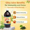 INR 528,  Giloy Juice Benefits For Immunity And Detox | Ayurvedic Herbal Remedy