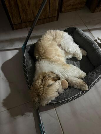 Thuqbah, Pet Supplies, SAR 700,  Shih Tzu 8 Months