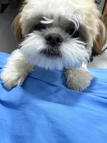 Thuqbah, Pet Supplies, SAR 700,  Shih Tzu 8 Months