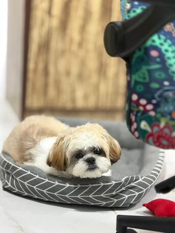 Thuqbah, Pet Supplies, SAR 700,  Shih Tzu 8 Months