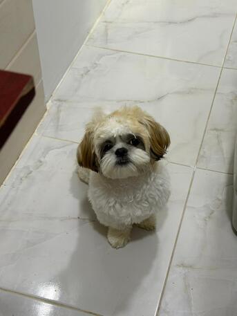 Thuqbah, Pet Supplies, SAR 700,  Shih Tzu 8 Months
