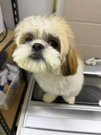 Thuqbah, Pet Supplies, SAR 700,  Shih Tzu 8 Months