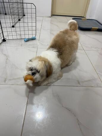 Thuqbah, Pet Supplies, SAR 700,  Shih Tzu 8 Months