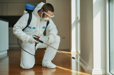 Paris, Pest Control, Service De D?sinsectisation Rapide Et Efficace