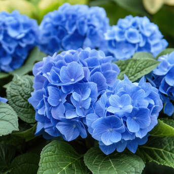 New York, Farm & Garden, USD 49,  Nikko Blue Hydrangea Beautiful Small Flowering Shrub