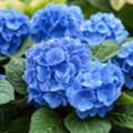 USD 49,  Nikko Blue Hydrangea Beautiful Small Flowering Shrub