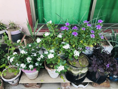 Al Maathar, Farm & Garden, SAR 35,  Flowers,Indoor&Outdoor Plants Are Available In Riyadh With Delivery-0551298565