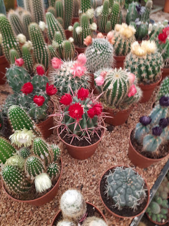 Al Maathar, Farm & Garden, SAR 35,  Flowers,Indoor&Outdoor Plants Are Available In Riyadh With Delivery-0551298565