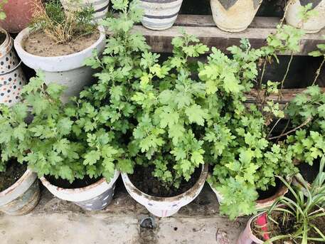 Al Maathar, Farm & Garden, SAR 35,  Flowers,Indoor&Outdoor Plants Are Available In Riyadh With Delivery-0551298565