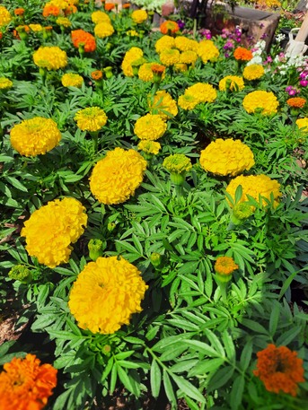 Al Maathar, Farm & Garden, SAR 35,  Flowers,Indoor&Outdoor Plants Are Available In Riyadh With Delivery-0551298565
