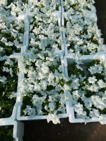 Al Maathar, Farm & Garden, SAR 35,  Flowers,Indoor&Outdoor Plants Are Available In Riyadh With Delivery-0551298565