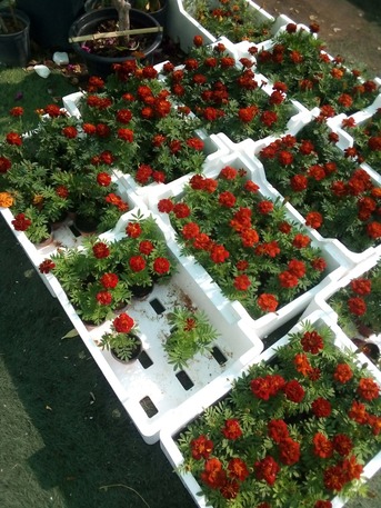 Al Maathar, Farm & Garden, SAR 35,  Flowers,Indoor&Outdoor Plants Are Available In Riyadh With Delivery-0551298565
