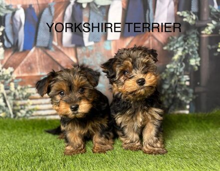 Manchester, Pet Supplies, GBP 1250,  Yorkshire Terrier For Sale In Manchester From Breeders