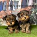 GBP 1250,  Yorkshire Terrier For Sale In Manchester From Breeders