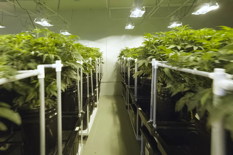New York, Real Estate, ​Consider Water-Resistant Wall Panels For Your Grow Room
