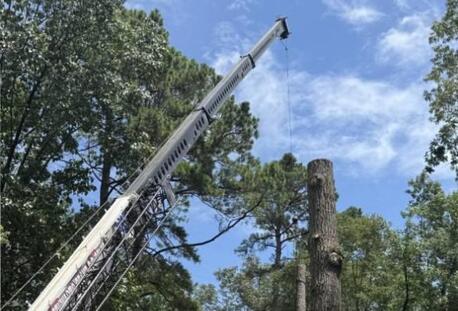 New York, Business, Emergency Tree Care In Virginia