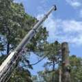Emergency Tree Care In Virginia
