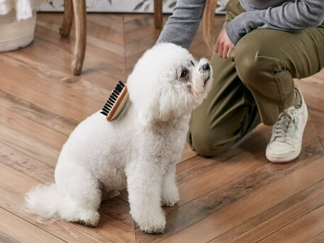 Goa, Pet Sitting, Pet Coat Colour Restoration Service Goa