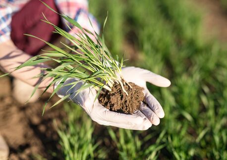 New Delhi, Education, B.Sc. Agriculture (Hons.) College In Delhi NCR: Subjects, Syllabus And Scope