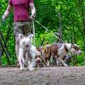 Dog Walking Services In Bangalore