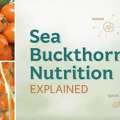 Sea Buckthorn Nutrition Explained: Key Vitamins, Minerals, And Health Benefits