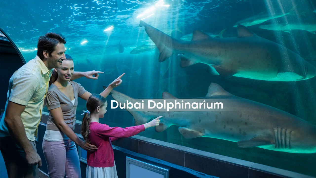 Dubai, Travel, Dubai Dolphinarium Guide: Shows, Tickets, Timings & Visitor Tips