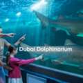 Dubai Dolphinarium Guide: Shows, Tickets, Timings & Visitor Tips