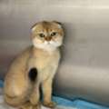 SAR 500,  SCOTTISH FOLD KITTEN (10 MONTHS)