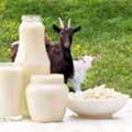 What Is The Best Time To Drink Goat Milk?
