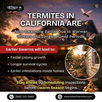San Francisco, Household, Termite Fact