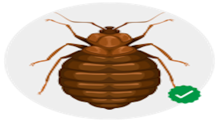Chandigarh, Pest Control, Effective Bed Bug Control Services In Chandigarh &ndash; Sleep Pest-Free Tonight