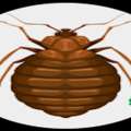 Effective Bed Bug Control Services In Chandigarh &ndash; Sleep Pest-Free Tonight