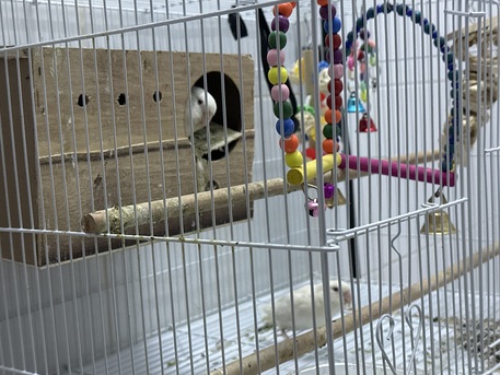 Al Rawdah, Pet Supplies, SAR 450,  Pair Of Love Birds With Cage And Egg