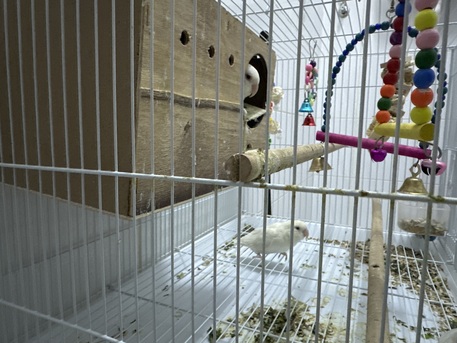 Al Rawdah, Pet Supplies, SAR 450,  Pair Of Love Birds With Cage And Egg