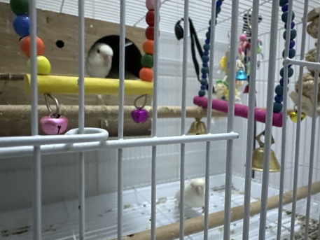 Al Rawdah, Pet Supplies, SAR 450,  Pair Of Love Birds With Cage And Egg