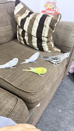 Riyadh, Pet Supplies, SAR 260,  1 Cocktail And 4 Budgies