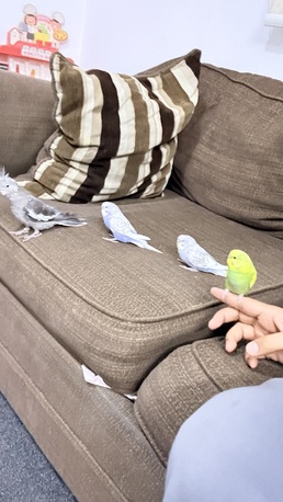 Riyadh, Pet Supplies, SAR 260,  1 Cocktail And 4 Budgies