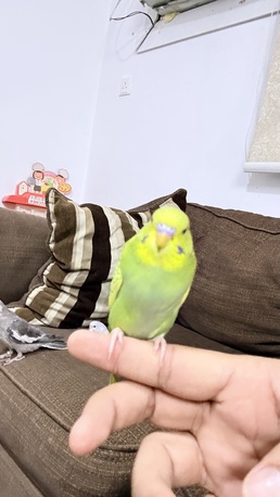 Riyadh, Pet Supplies, SAR 260,  1 Cocktail And 4 Budgies