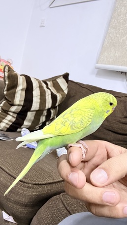 Riyadh, Pet Supplies, SAR 260,  1 Cocktail And 4 Budgies