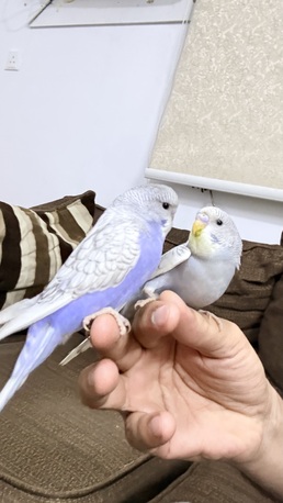 Riyadh, Pet Supplies, SAR 260,  1 Cocktail And 4 Budgies