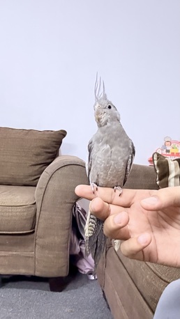 Riyadh, Pet Supplies, SAR 260,  1 Cocktail And 4 Budgies