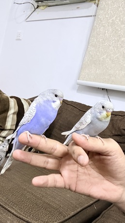 Riyadh, Pet Supplies, SAR 260,  1 Cocktail And 4 Budgies