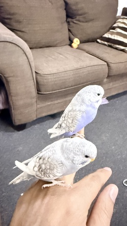 Riyadh, Pet Supplies, SAR 260,  1 Cocktail And 4 Budgies