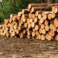 European Beech Wood Suppliers In UAE For Premium Quality Timber Solutions