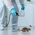Rodent Control Dubai | Safe & Effective Pest Solutions | +971 56 695 2225