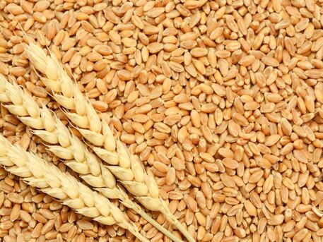 Kerala, Wholesale Products, Wheat Grains Suppliers In Kerala