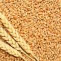 Wheat Grains Suppliers In Kerala