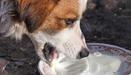 New Delhi, Health, Can Dogs Drink Goat Milk Mixed With Water?